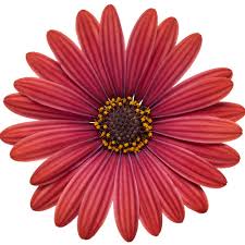 red daisy